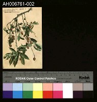 藏品(日治臺灣果物茘枝明信片)的圖片